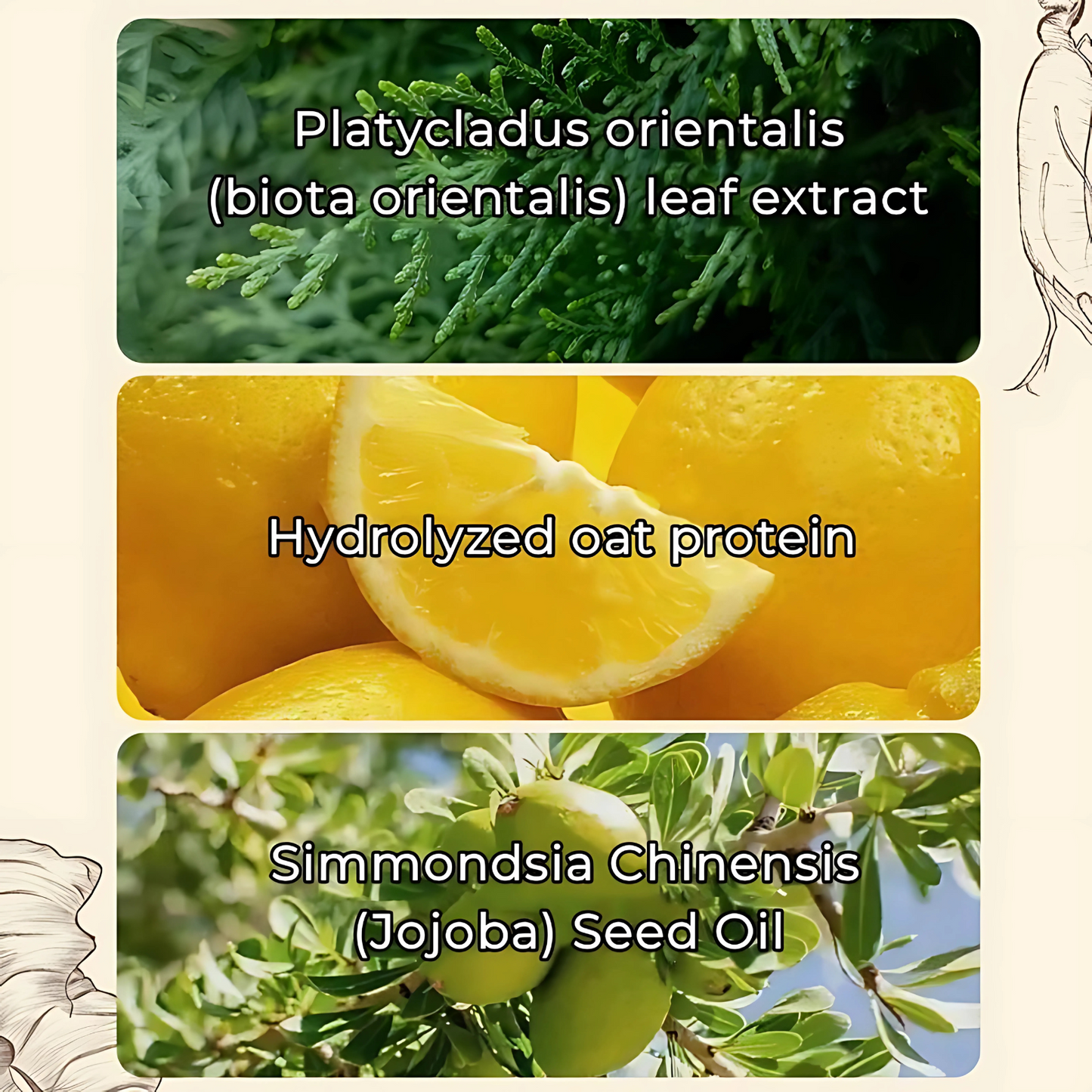 Stelliss™ Aceite Champú